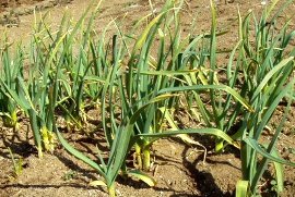 方 育て にんにく の ニンニクの栽培｜植え付けや水やり、肥料、育て方のコツは？